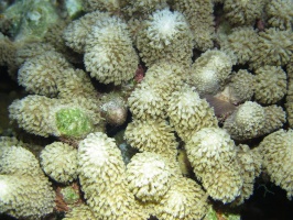 131 Finger Coral at night IMG 5703
